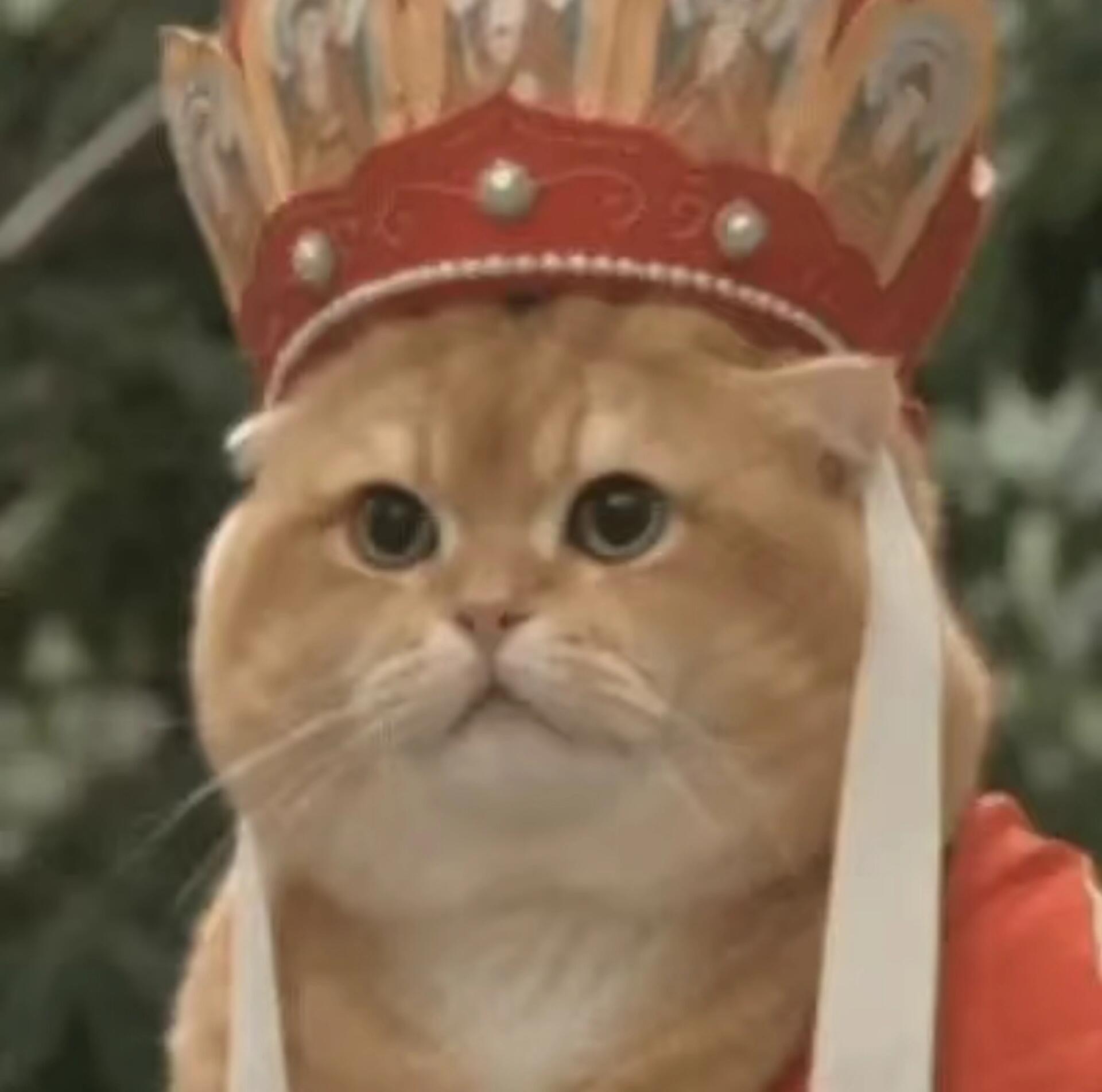 西游猫系列头像！超搞笑又好玩的猫猫头像