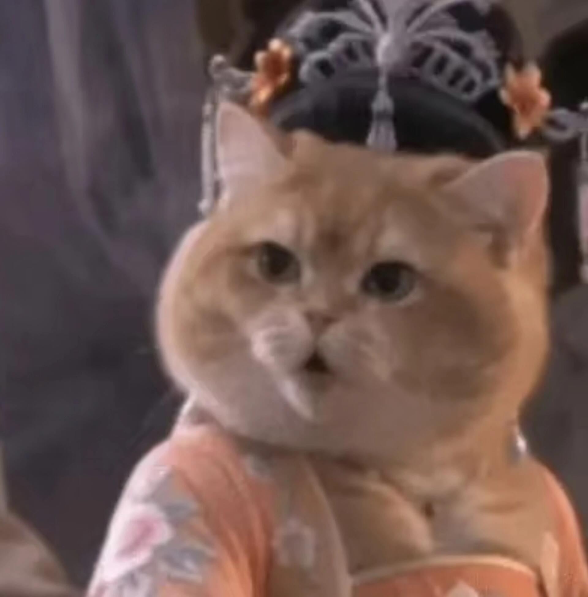 西游猫系列头像！超搞笑又好玩的猫猫头像