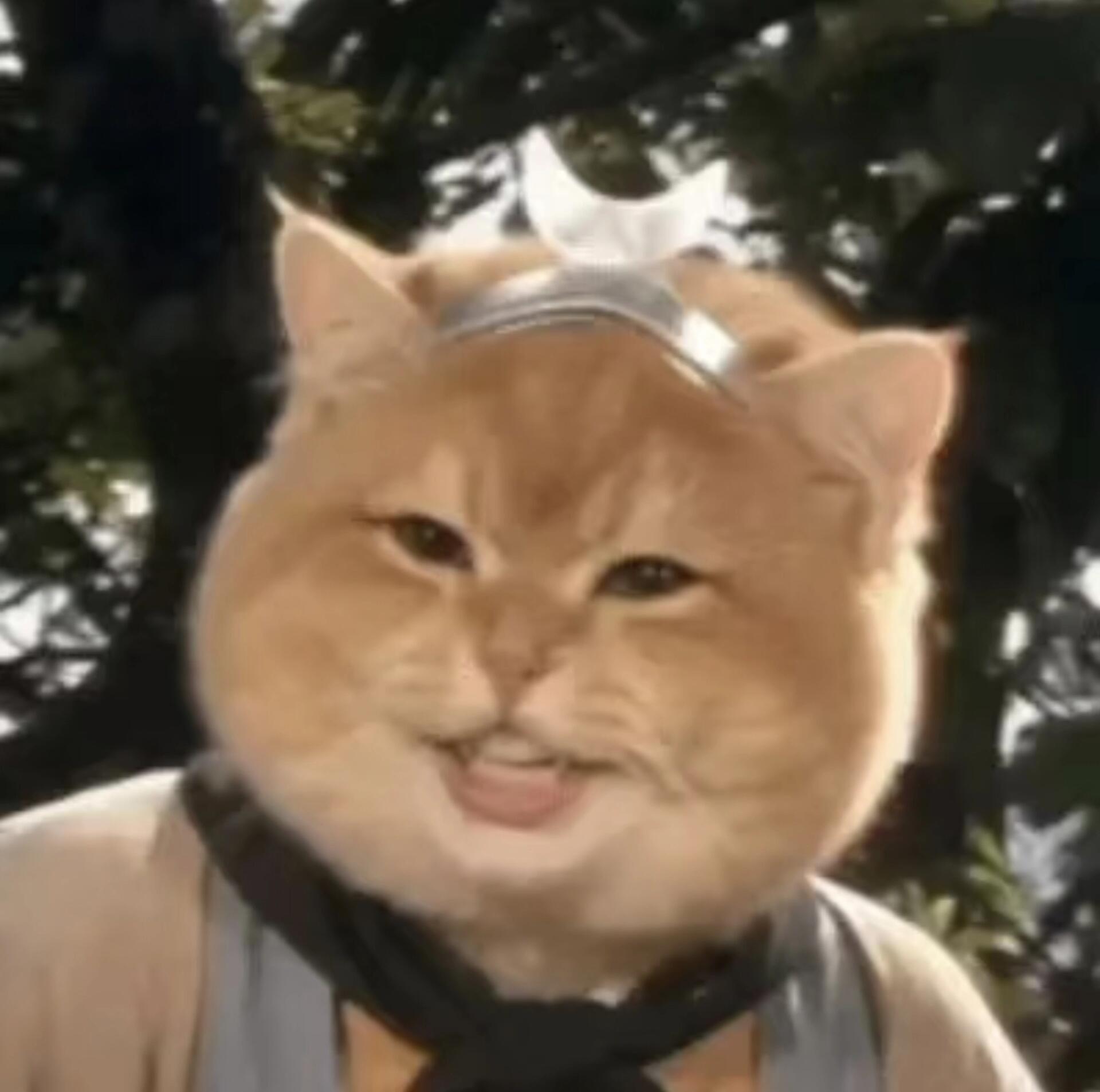 西游猫系列头像！超搞笑又好玩的猫猫头像