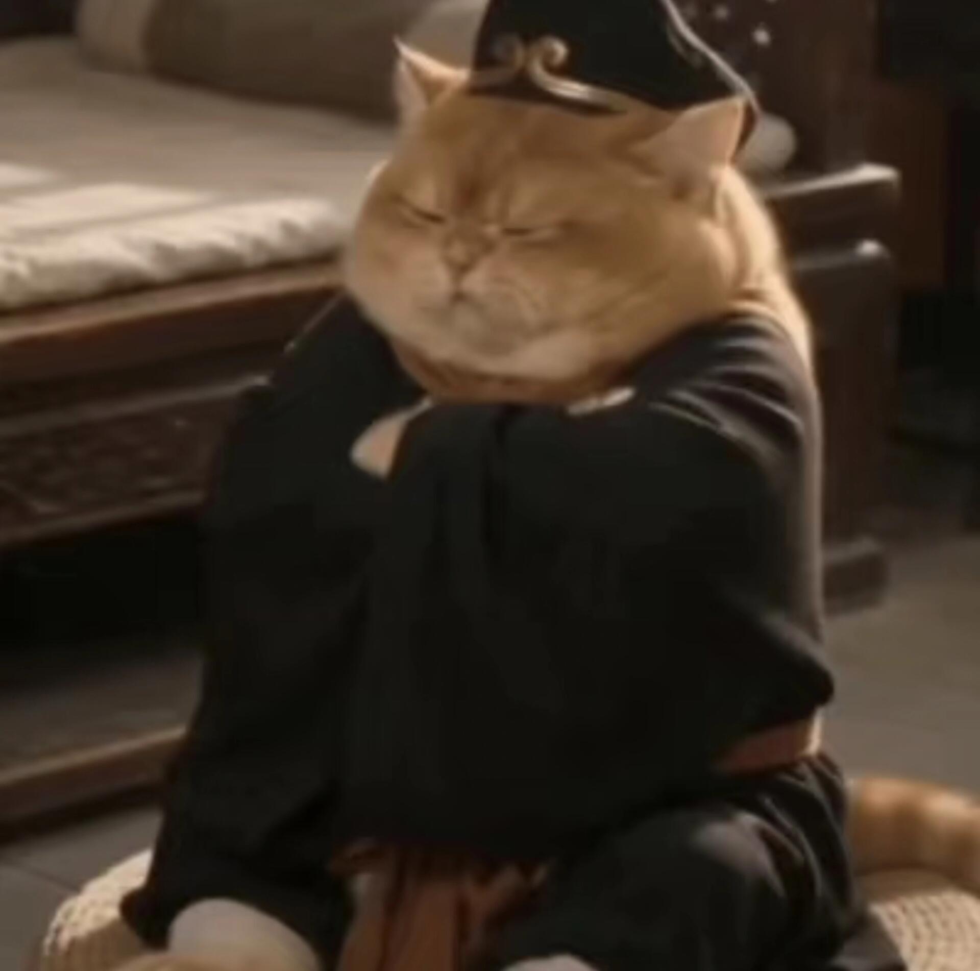 西游猫系列头像！超搞笑又好玩的猫猫头像