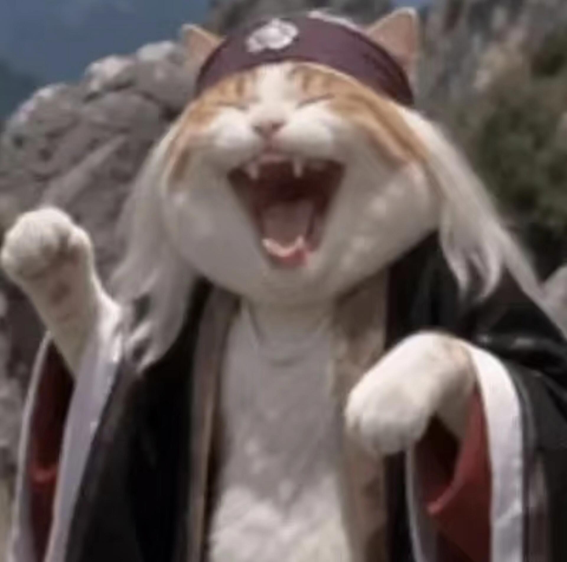 西游猫系列头像！超搞笑又好玩的猫猫头像