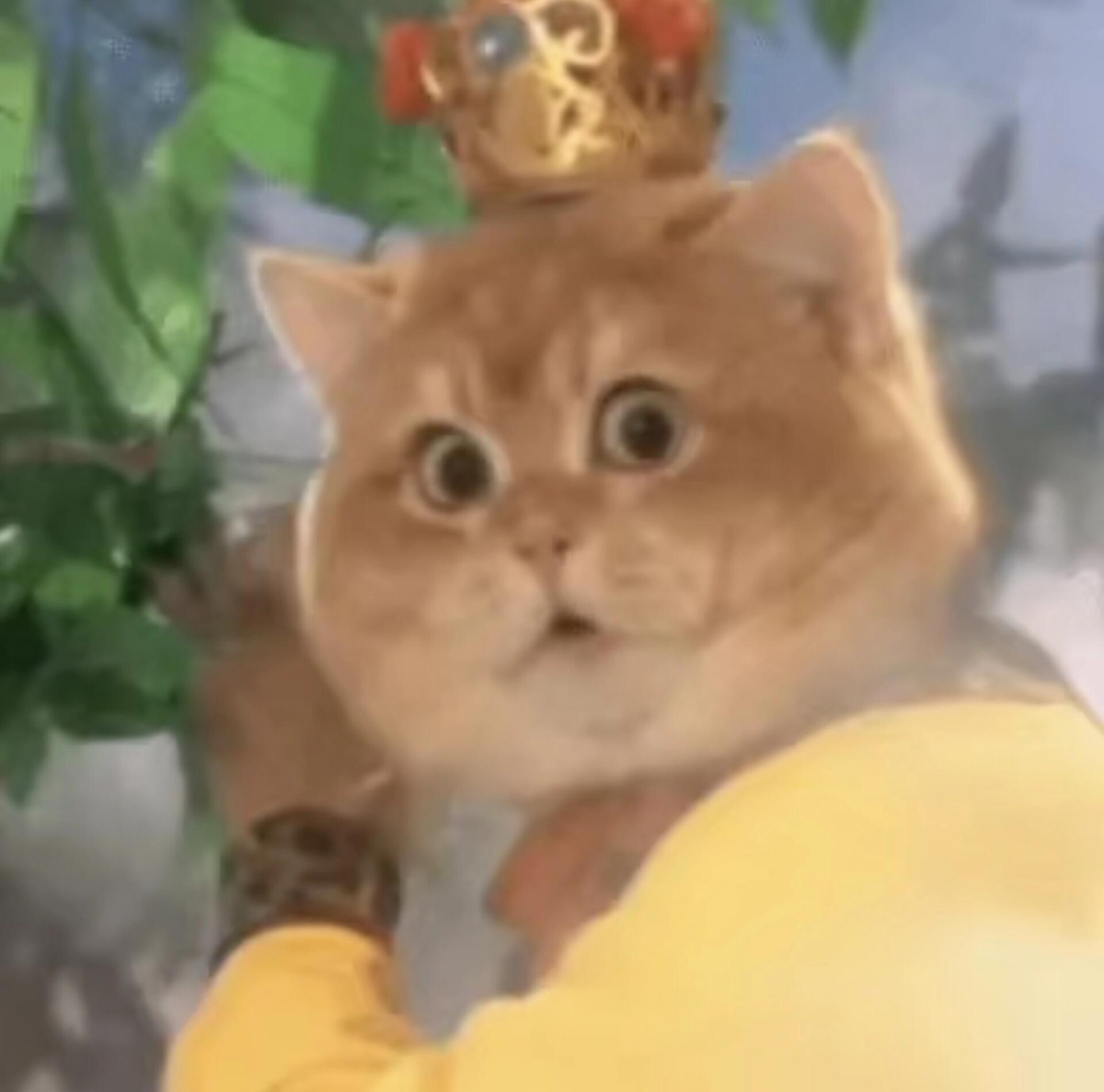 西游猫系列头像！超搞笑又好玩的猫猫头像