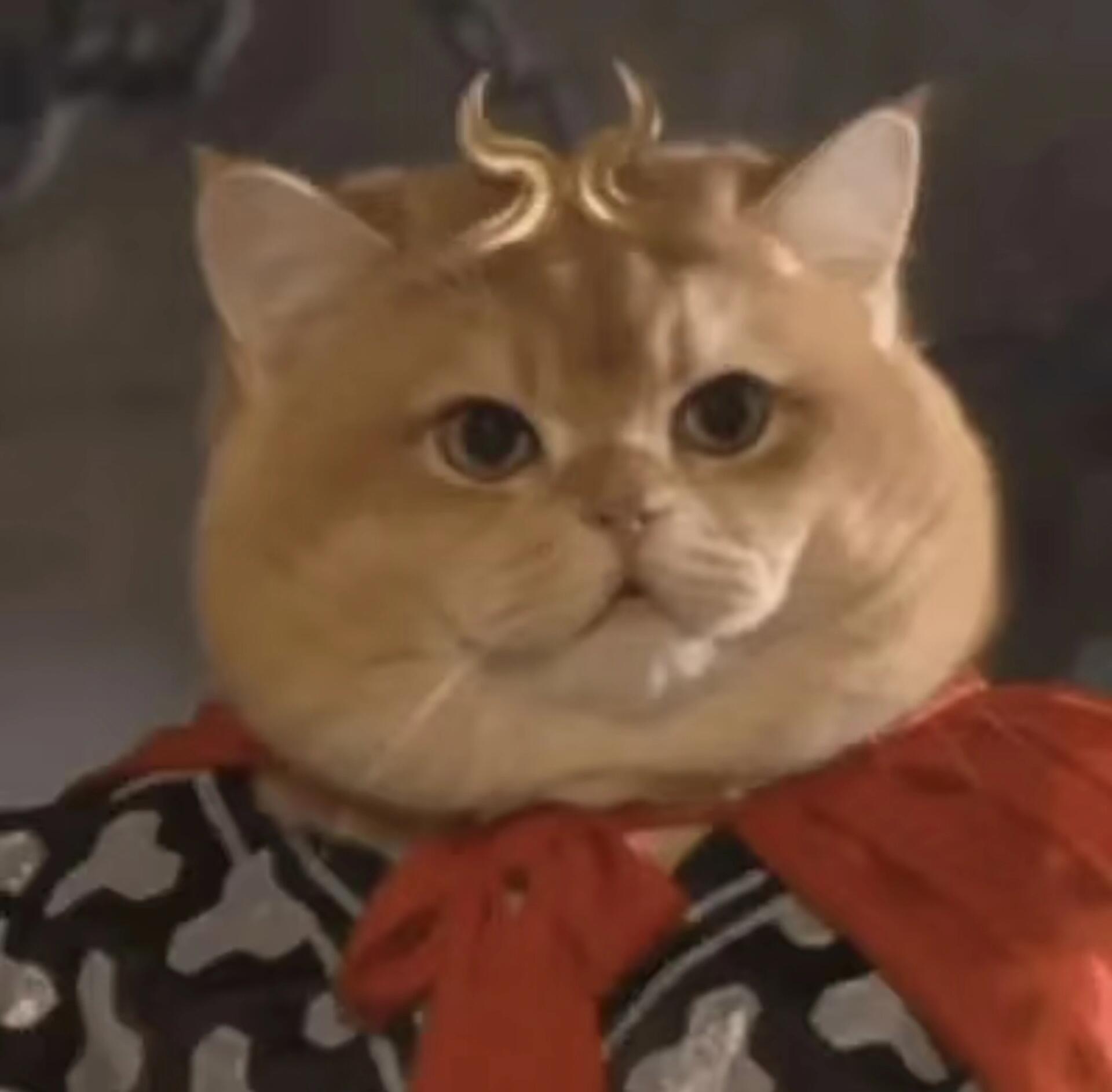 西游猫系列头像！超搞笑又好玩的猫猫头像